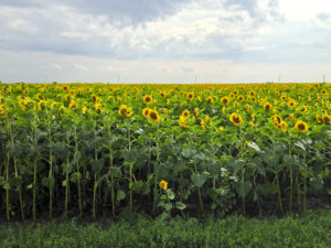 Field of sunflowers under a cloudy, blue sky